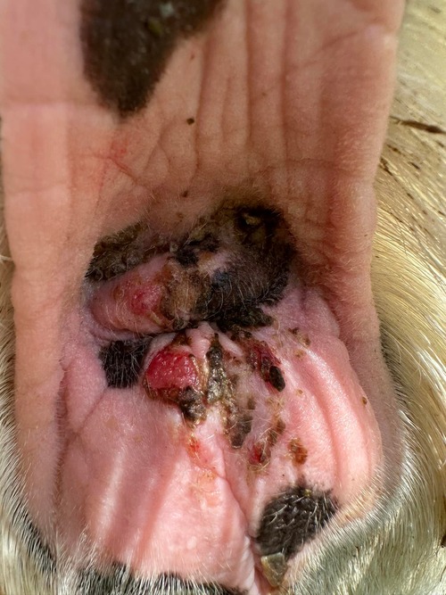 squamous-cell-carcinoma-in-goats